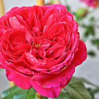 Edelrosen