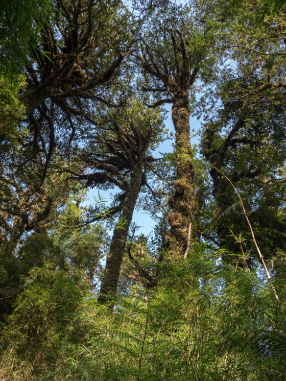 Mächtige Bäume im Regenwald des Pumalin NP