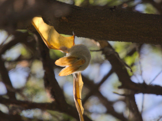 Gelbflügel-Fledermaus