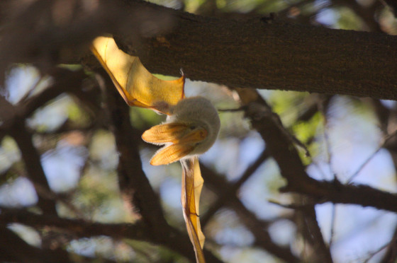 Gelbflügel-Fledermaus
