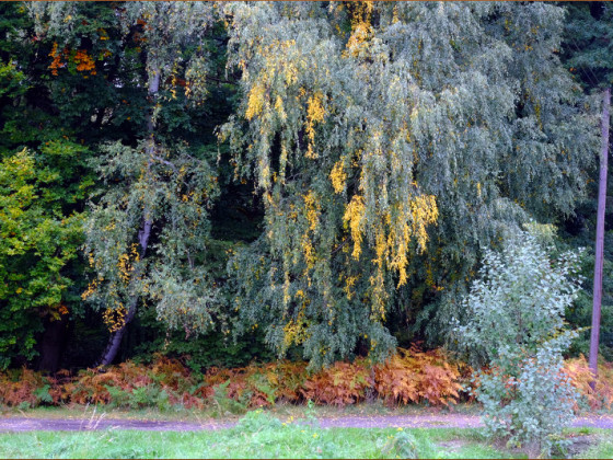 Herbst in Velvia