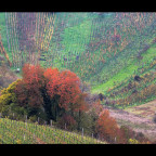 Herbst