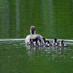 Nilgänse