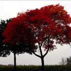 schon wieder Herbst
