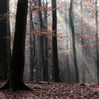 Herbstwald