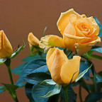 Diese Rose gehört zum Sommer