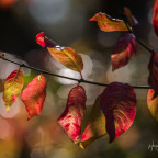 Herbstblätter