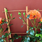 Eine sehr schöne Rose