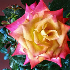 Zweifarbige Edelrose