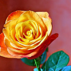 Meine schönsten Rosen