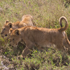 lion cubs